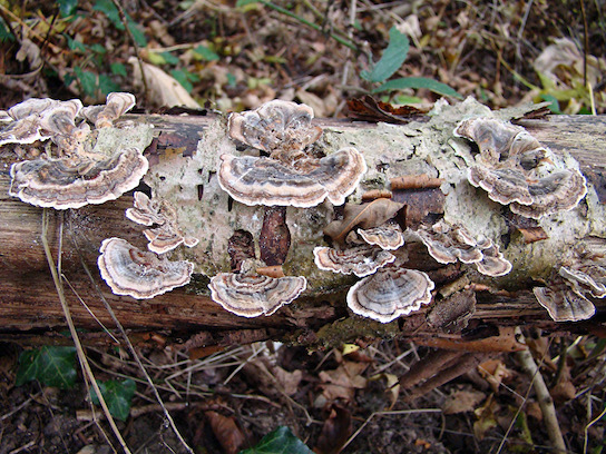 turkeytail